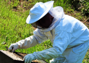 Capacitan a productores de miel orgánica en Yucatán