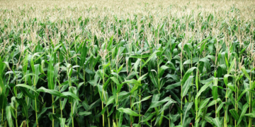 Cosecha de maíz forraje alcanza rendimiento de 85 toneladas por hectárea