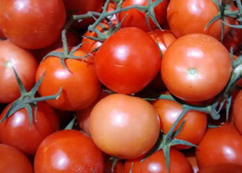 EU empezará a devolver arancel pagado por los tomateros mexicanos