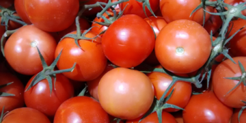 EU empezará a devolver arancel pagado por los tomateros mexicanos