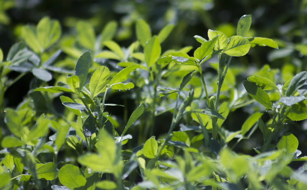 En México, 26 estados son productores de alfalfa