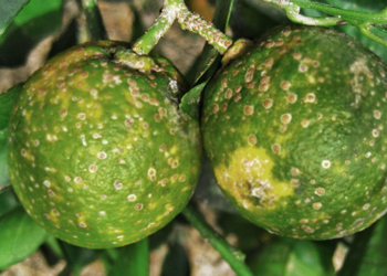 Entregan insumos orgánicos para combatir plaga en Yucatán