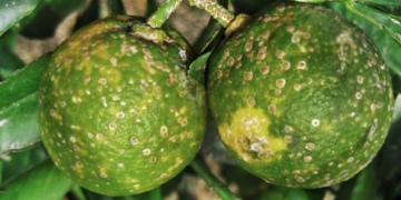 Entregan insumos orgánicos para combatir plaga en Yucatán