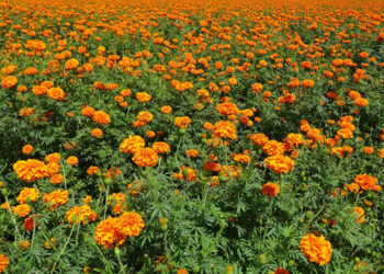 Estiman venta de 8 millones de maletas de cempasúchil en Atlixco