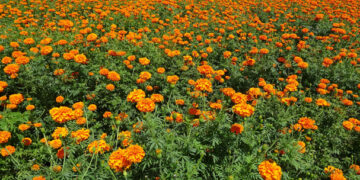 Estiman venta de 8 millones de maletas de cempasúchil en Atlixco
