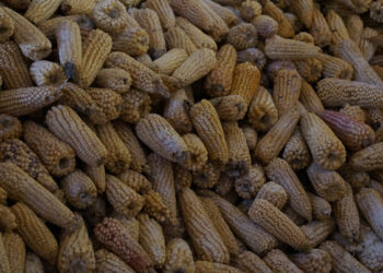 Gruma comprará maíz nativo en Oaxaca, Puebla y Guerrero