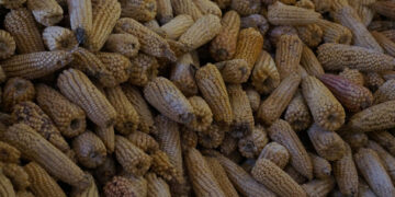 Gruma comprará maíz nativo en Oaxaca, Puebla y Guerrero