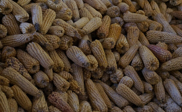 Gruma comprará maíz nativo en Oaxaca, Puebla y Guerrero