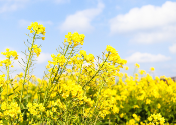 Impulsarán siembra de sorgo y canola en Tamaulipas