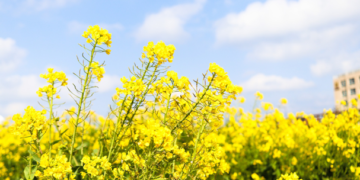 Impulsarán siembra de sorgo y canola en Tamaulipas