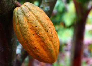 Incrementa producción de cacao en Tabasco