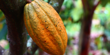Incrementa producción de cacao en Tabasco