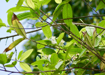 Las plantas se alertan entre sí cuando están siendo atacadas por plagas