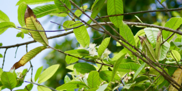 Las plantas se alertan entre sí cuando están siendo atacadas por plagas