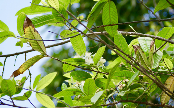 Las plantas se alertan entre sí cuando están siendo atacadas por plagas