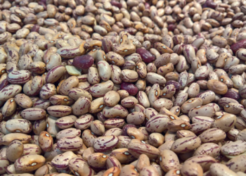 Lluvia es vital para la siembra de frijol: experto