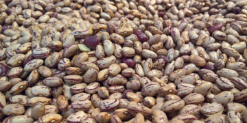 Lluvia es vital para la siembra de frijol: experto