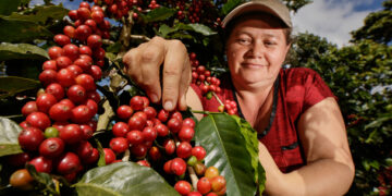 México, décimo primer lugar en producción de café en el mundo