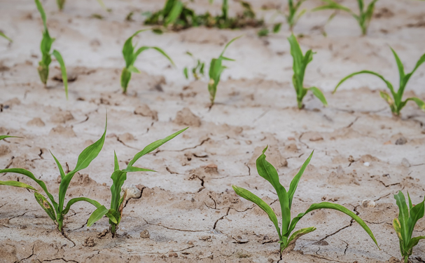 Peor sequía en 8 años pone en riesgo producción agropecuaria