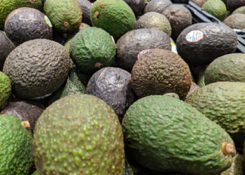 Producción de aguacate aumenta 5.7%