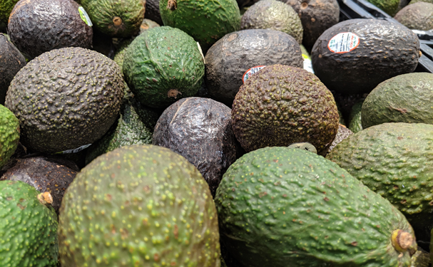 Producción de aguacate aumenta 5.7%