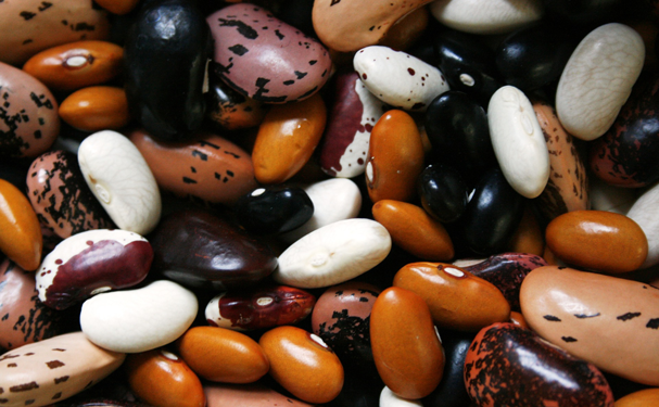 Producción de frijol podría caer 83.4% en Durango