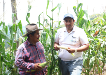 Productor de maíz narra su experiencia al cultivar de forma orgánica