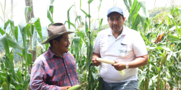 Productor de maíz narra su experiencia al cultivar de forma orgánica