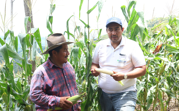 Productor de maíz narra su experiencia al cultivar de forma orgánica