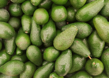 Productores enfrentan problemas al cubrir alta demanda de aguacates