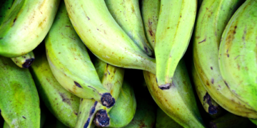 Productores pierden 400 hectáreas de plátano por huracán Narda