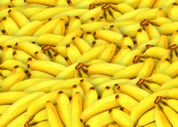 Redoblan esfuerzos para combatir enfermedad del banano