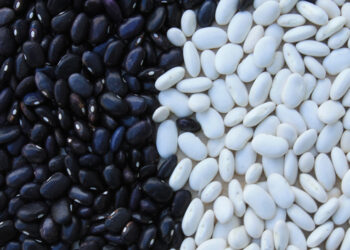 Se sembró 70% de superficie de frijol en el ciclo pasado; suben precios