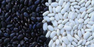 Se sembró 70% de superficie de frijol en el ciclo pasado; suben precios