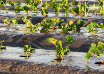 Sin producción agrícola sustentable no se podrá garantizar el futuro