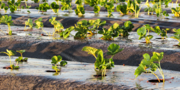 Sin producción agrícola sustentable no se podrá garantizar el futuro