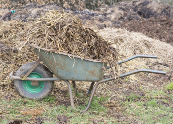 Sugieren desechos animales como fertilizantes orgánicos
