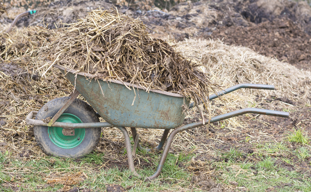 Sugieren desechos animales como fertilizantes orgánicos