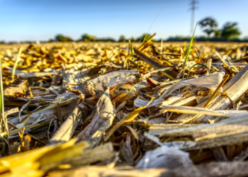 Tabasco consume mucho maíz, pero produce muy poco