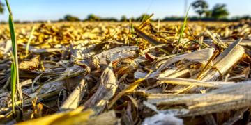 Tabasco consume mucho maíz, pero produce muy poco