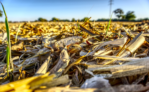Tabasco consume mucho maíz, pero produce muy poco
