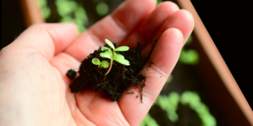 Urge generar fósforo de manera orgánica en México