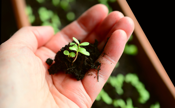 Urge generar fósforo de manera orgánica en México