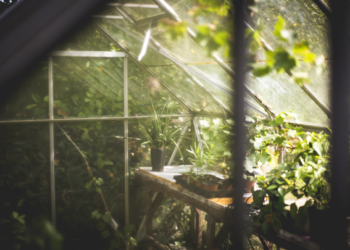 Ven potencial de agricultura orgánica en invernaderos