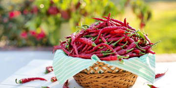 Aumenta producción de chile picante en México