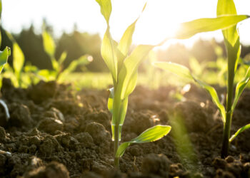 Residuos de yerba mate son materia prima para abono orgánico