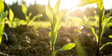 Residuos de yerba mate son materia prima para abono orgánico