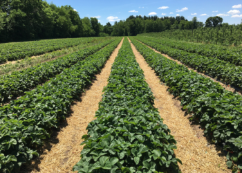 Con sustentabilidad, productos del campo valen más: CIMMYT