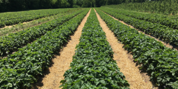 Con sustentabilidad, productos del campo valen más: CIMMYT