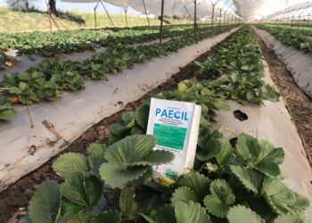 Control biológico de ácaros en berries